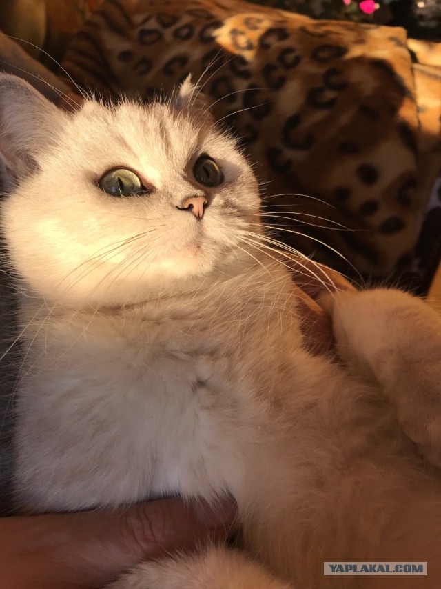 Котовторник  14.11.2017