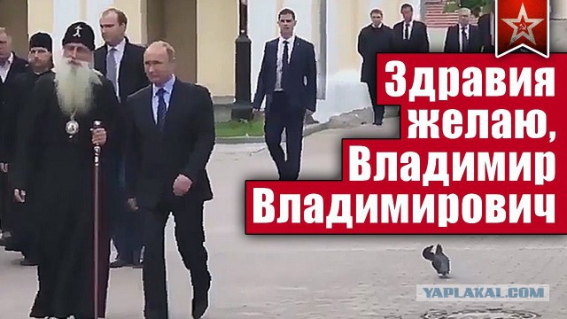 Голубь И Путин Гифка