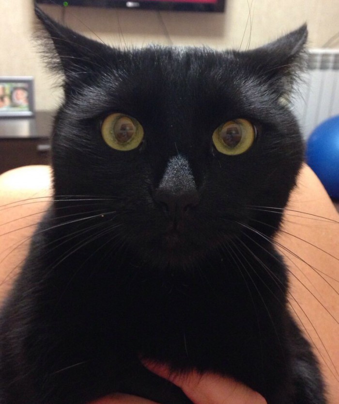 Котовторник!