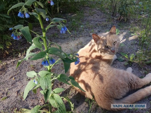 Котовторник 05.06.2018
