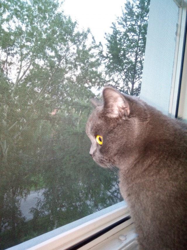 Котовторник же, уже!