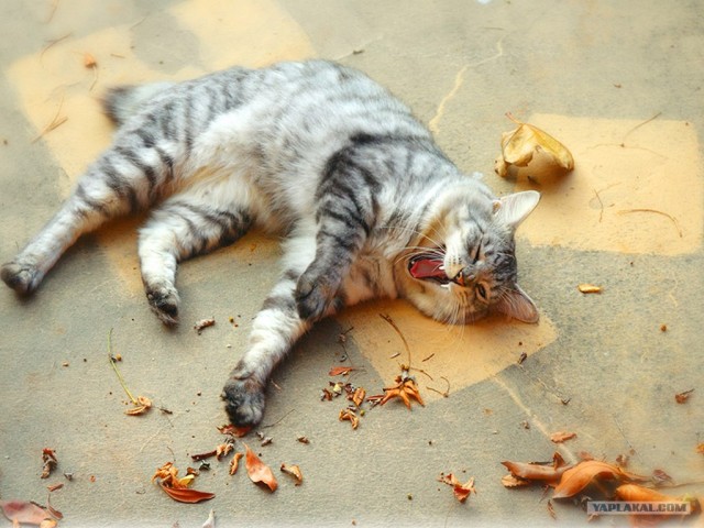 Котовторник на ЯПлакалъ
