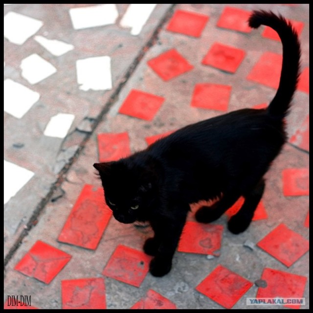Котовторник?! Коты во вторник!