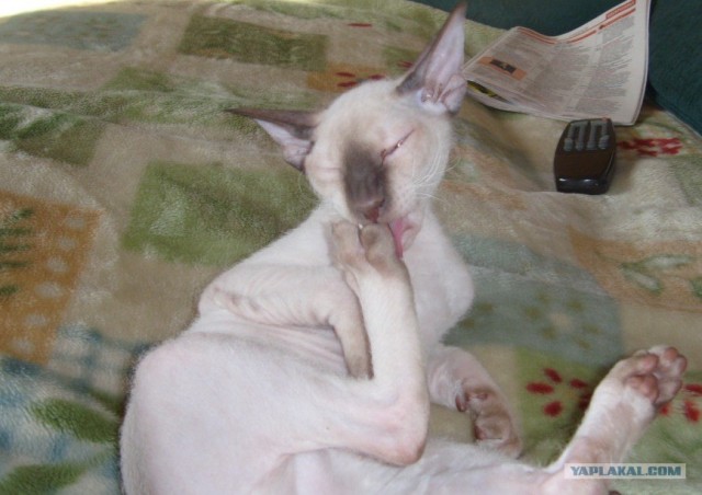 Котовторник