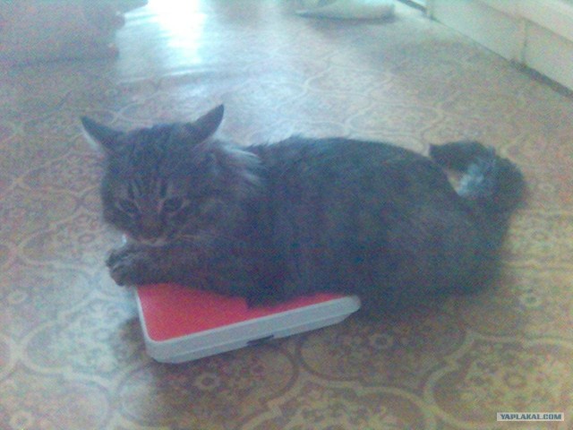 Котовторник на 1-е июня