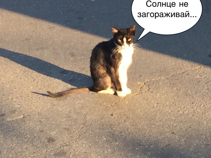 Коты Кубани