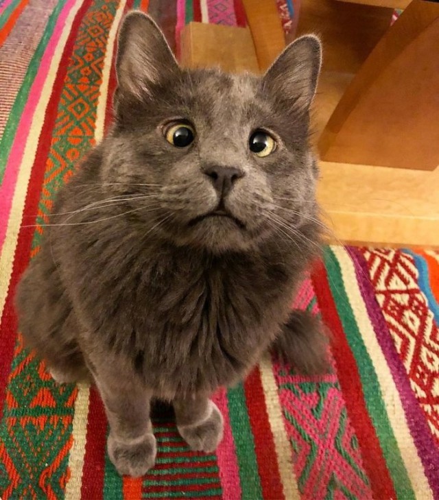 Прикольных котов пост