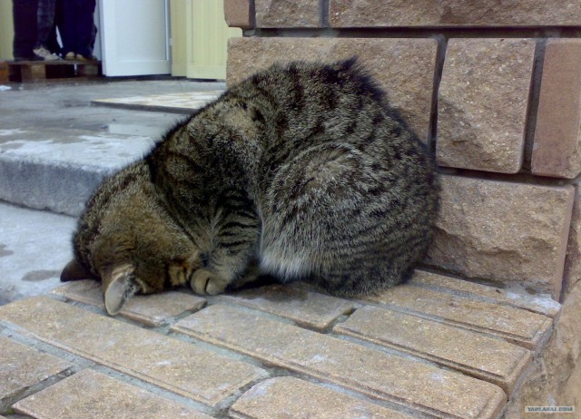 Молящийся кот
