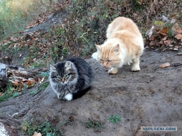 Котовторник 27.12.11