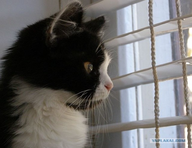 Котовторник (10.01.2012)