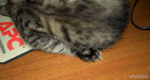 Котовторник (31.01.2012)