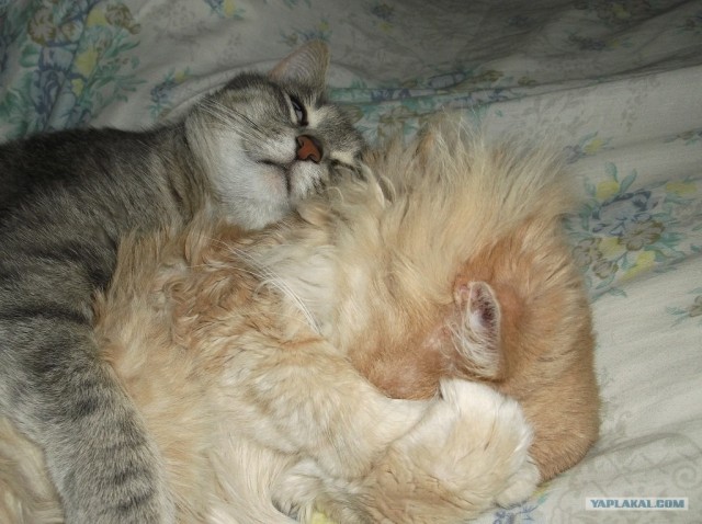 Котовторник  12. 06. 2012