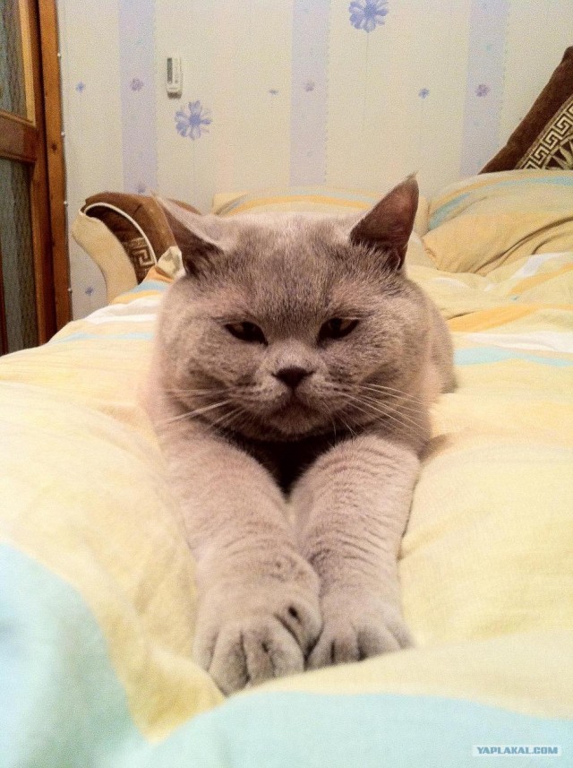 Котовторник 10. 07. 2012