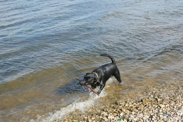 Собакочетверг