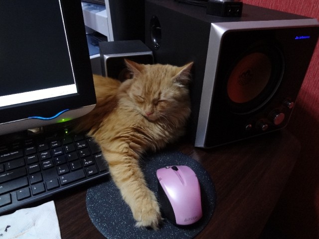 Котовторник 12.02.13