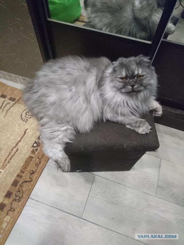 С Днём кошки!