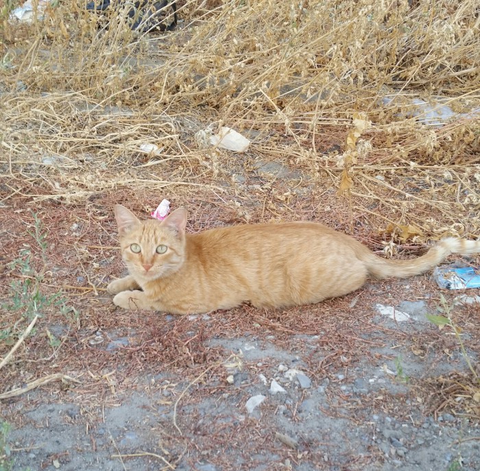 Дикий котовторник 16.07.19