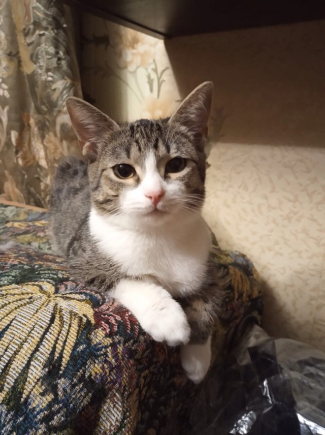 Забавные фото котеек