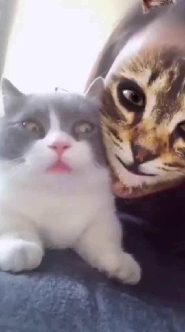 Забавные фото котеек