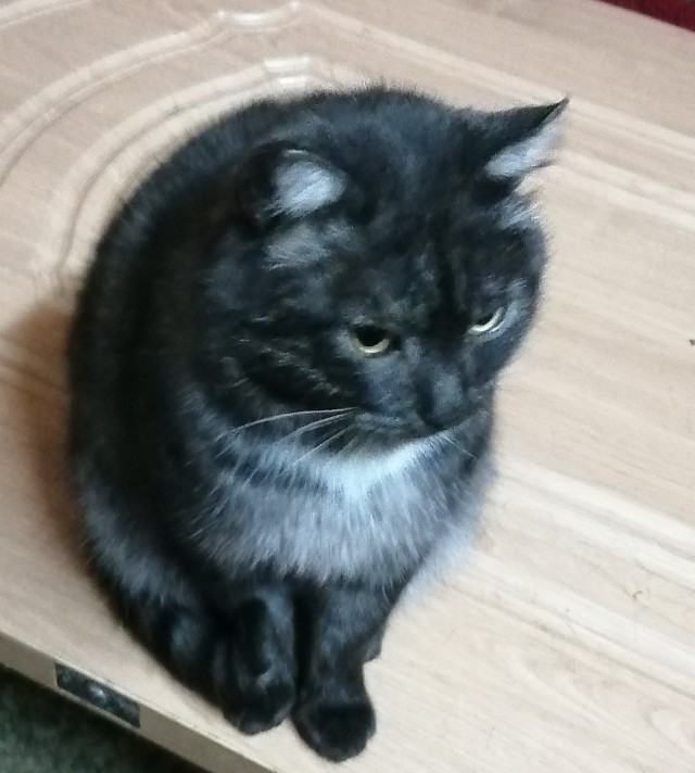 Коты из сети