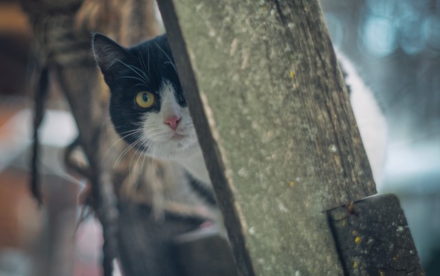 Задорные заборные котэ
