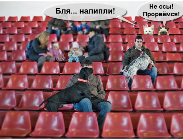 Фотожаба:Коты в засаде