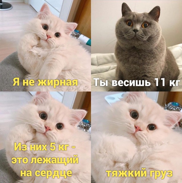Чуток картинок не про вирус  18.0.  Животные