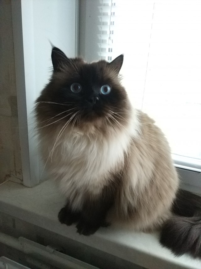 Скучно котику в лесу