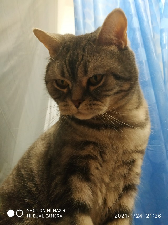 Котовторник. Добавляйте своих