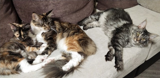 Котовторнику быть!