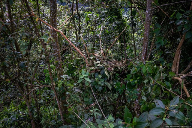 Уганда: самая настоящая Африка с гориллами и носорогами!