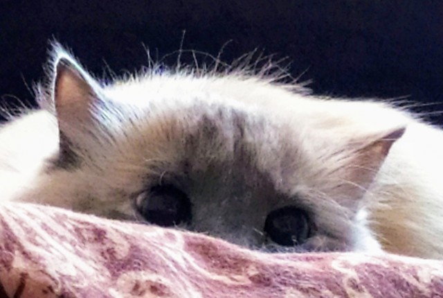 С котовторником!
