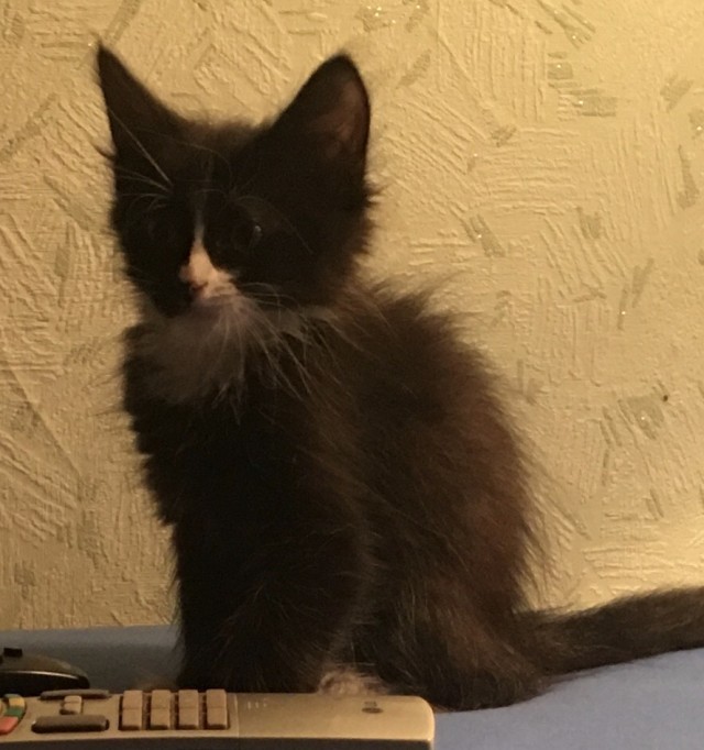 Коломна! Котята в добрые руки