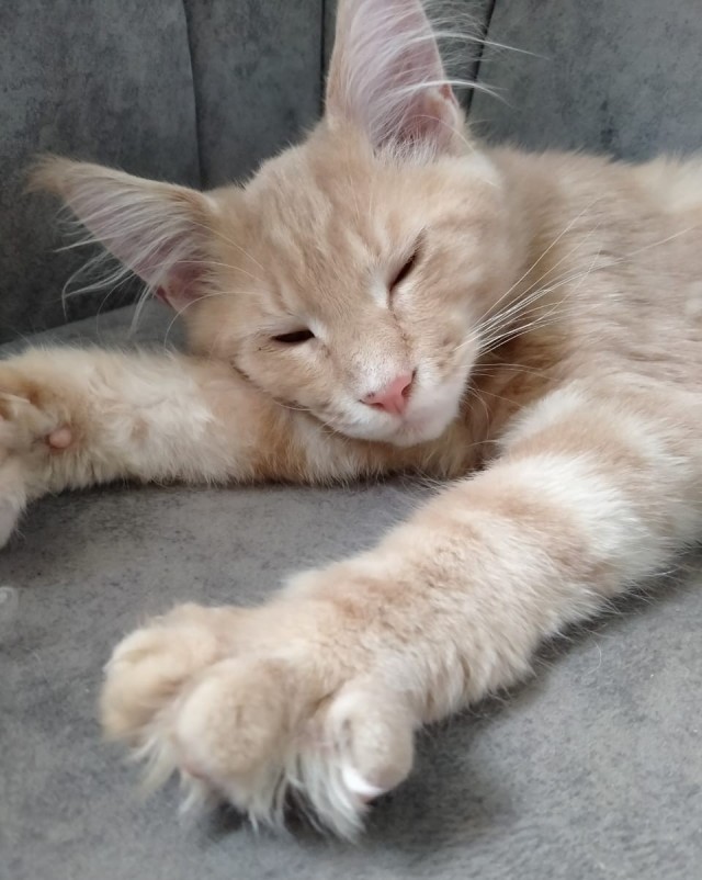 А котовторник уже начался?