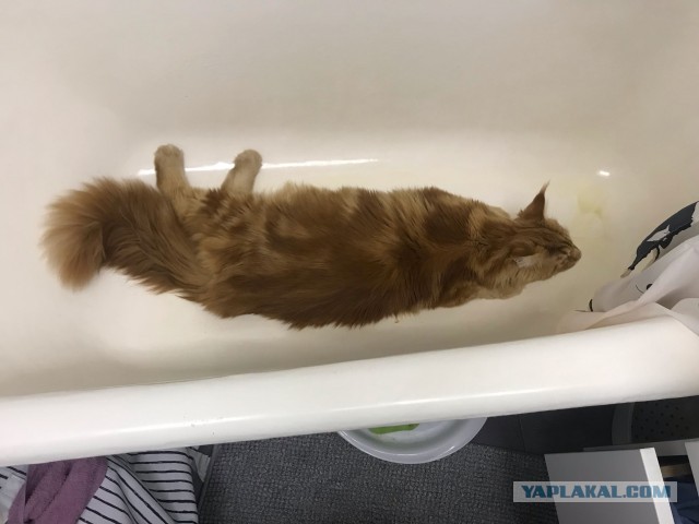 Хоба! Котовторник!