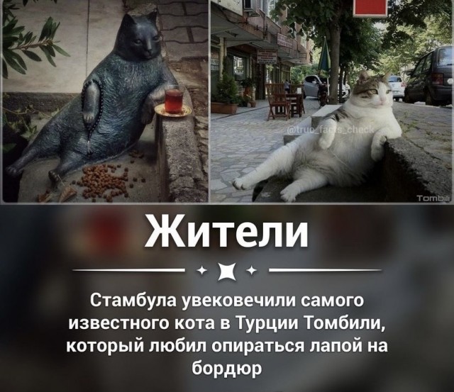 Весёлый полтишок 31.07