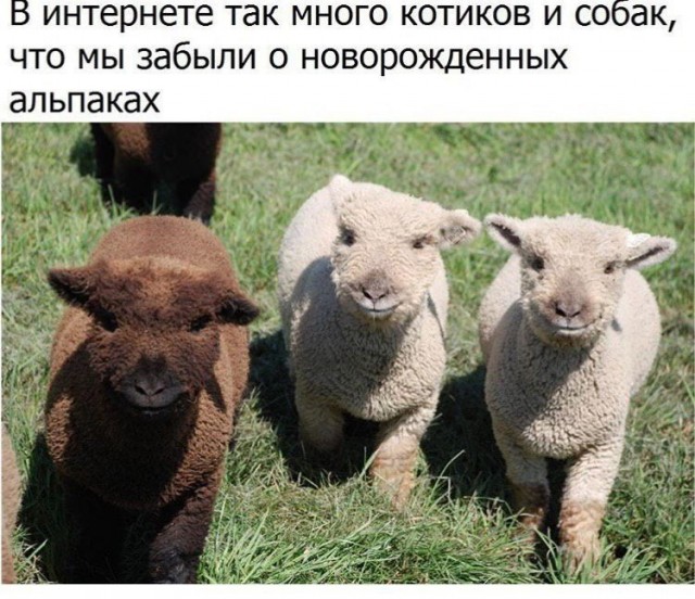 Так себе картинки 15.10.21