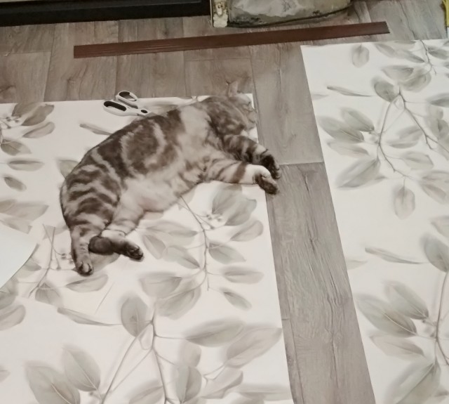 Солнце котовторника уже встало, Господа!