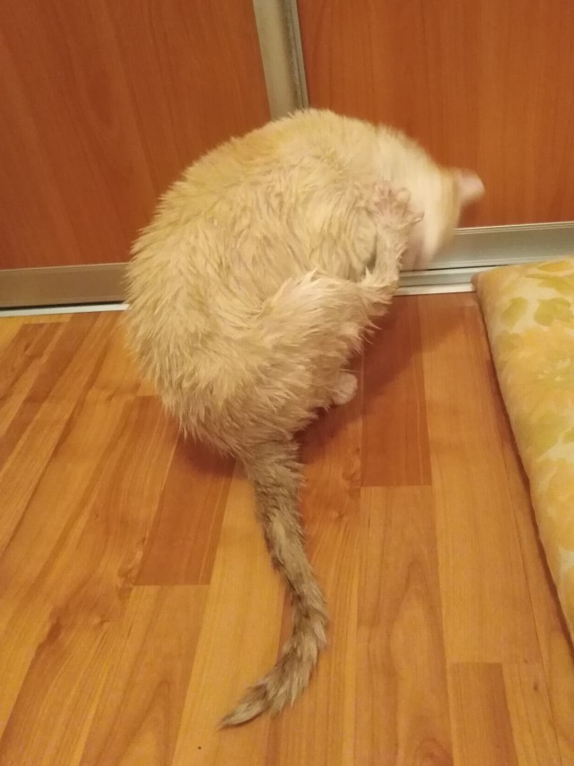 Солнце котовторника уже встало, Господа!