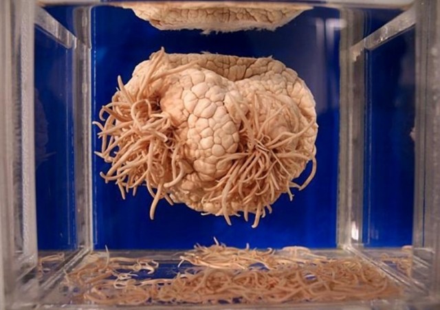 20 самых странных музеев мира. 18+