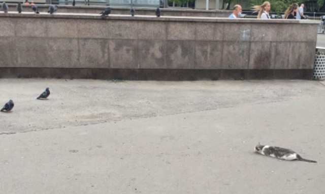 Поймает или нет?