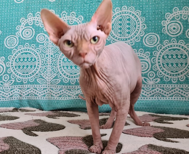 Котоленд. Два сфинкса и шотландская красотка в поисках дома!