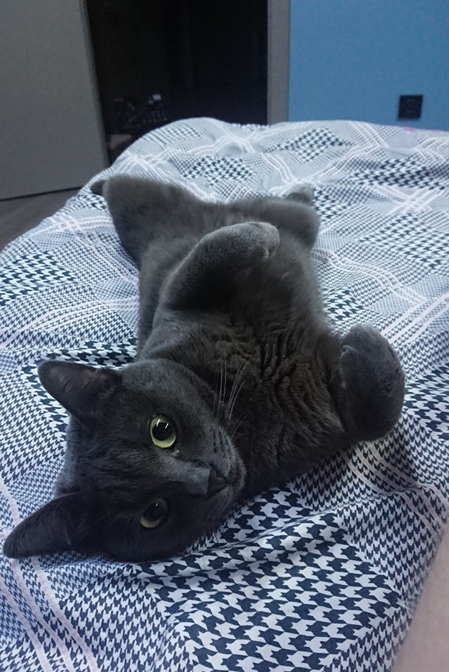 А это мой котан к котовторнику