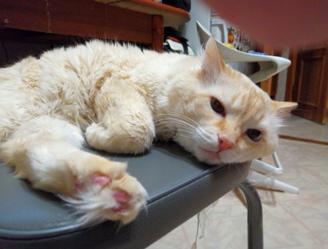 Котовторник 07.06.2022