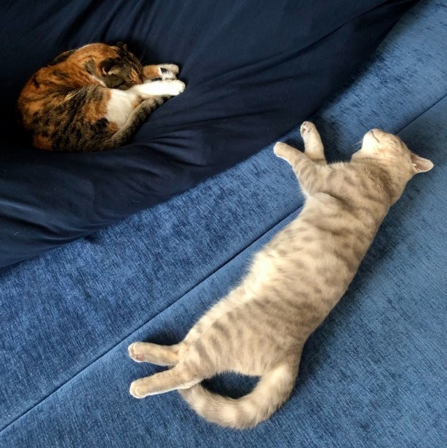 Котовторник. Немного сицилийских котов.