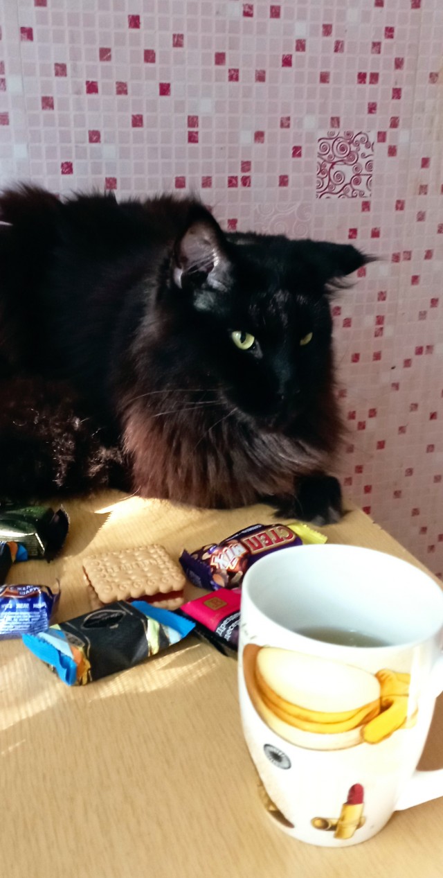 Котовторнику быть