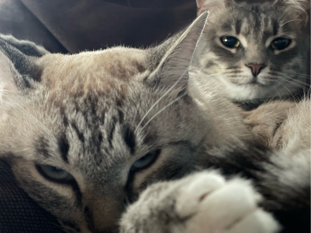 Начну котовторник чуть раньше!