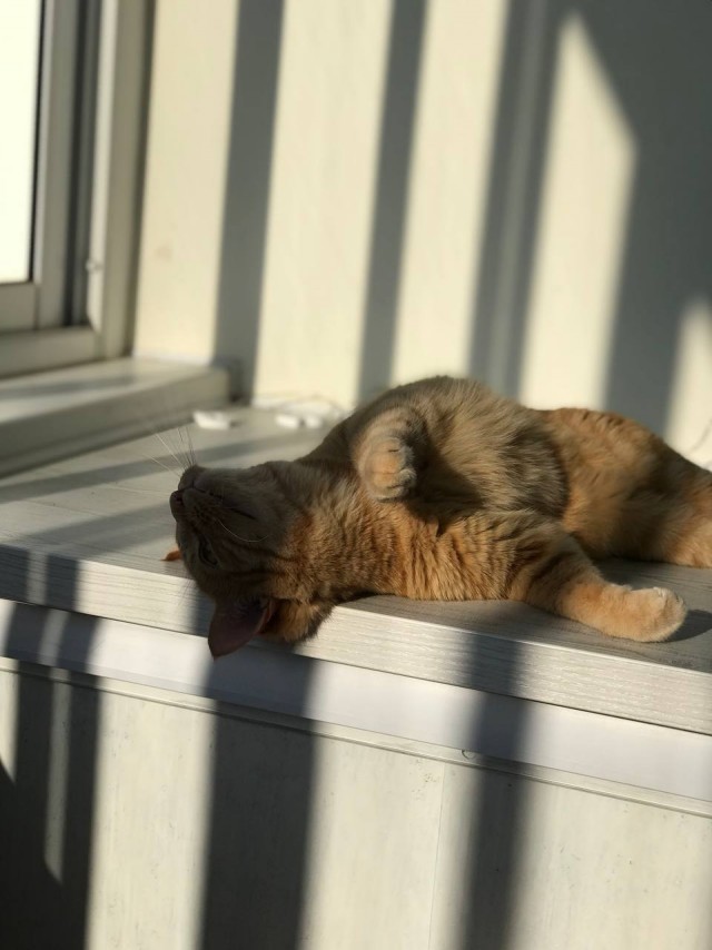 Лето и коты