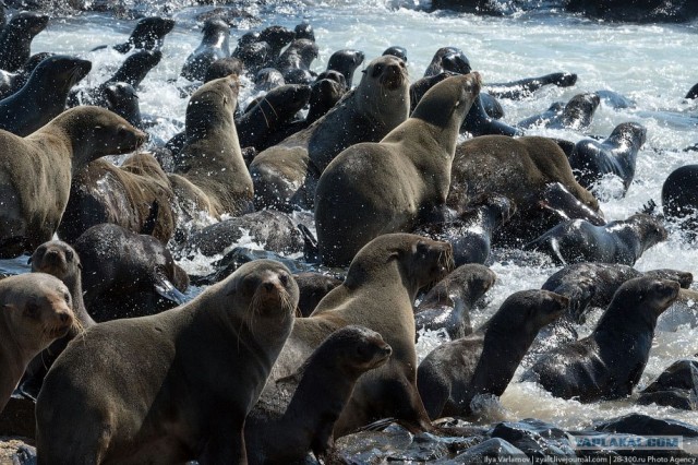 Берег скелетов...
