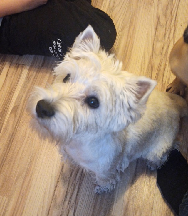 Прошу прощения. Мы обделались